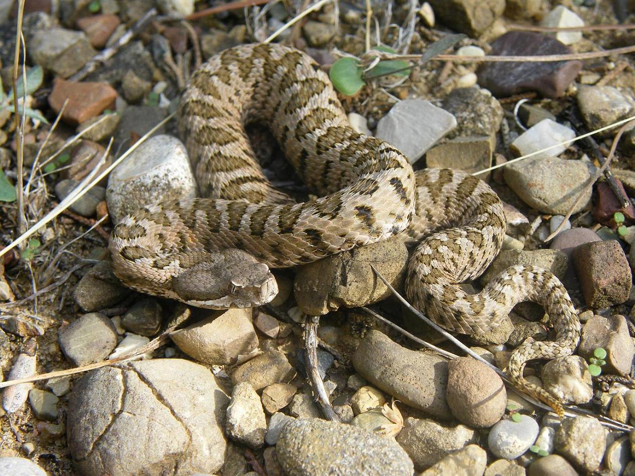 Vipera aspis hugyi